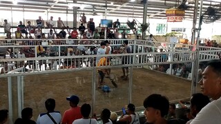 talo si bulik na puti hackfight sa Labrador pangasinan