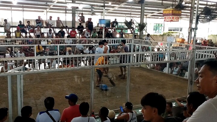 talo si bulik na puti hackfight sa Labrador pangasinan
