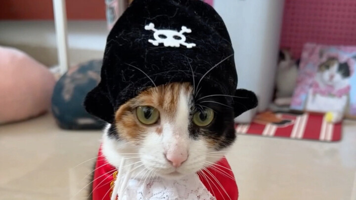 Opening the door: How could there be a cat that doesn’t like going to work?