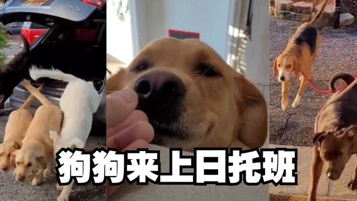 Penampilan Anjing yang Datang ke Tempat Penitipan Siang Pt.8