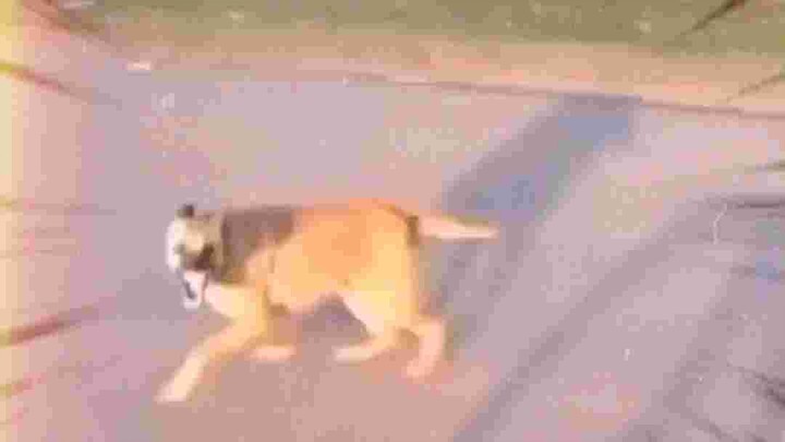 Gyokuken live action