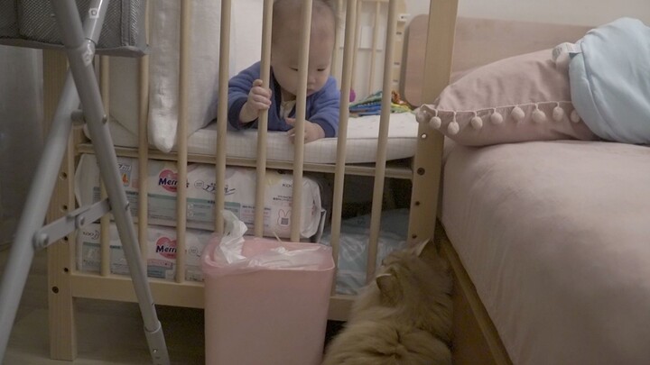 Mèo vàng Mochi nửa đêm tìm em trai trò chuyện, ba mẹ và chị gái cũng kéo đến xem, Mochi: Thôi bỏ đi,