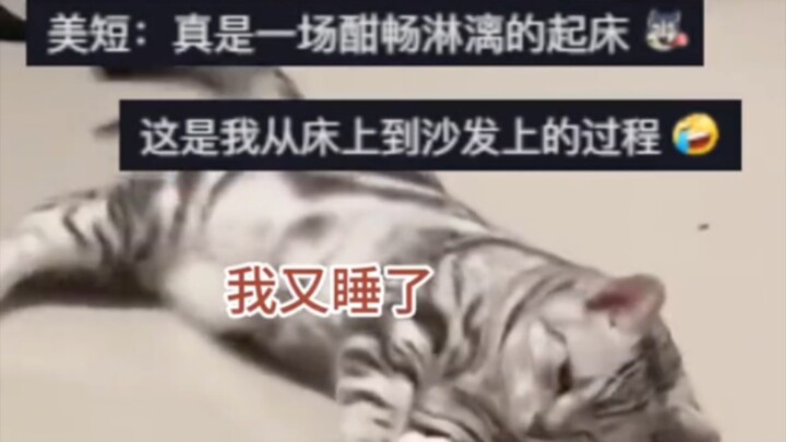 Setelah bangun tidur, si kucing langsung melakukan serangkaian gerakan yang lancar dan teratur. Kuci