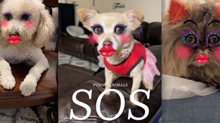 Cầu xin một đôi mắt chưa từng xem video này👀