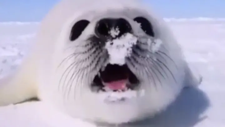 [Animals]Compilation of super cute moments of seals