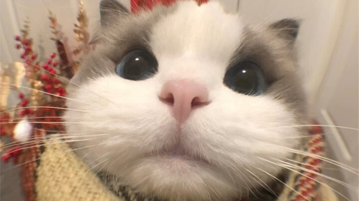 Open the door quickly, I’m here to wish you a Happy New Year!