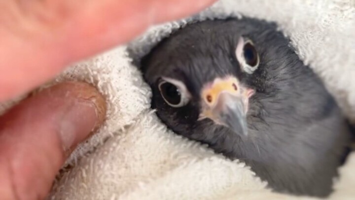 Everyone, take a look—what kind of bird is this, lying in the bed?
