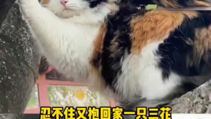 บั๊กหนึ่งตัวคือบั๊ก แต่บั๊กหลายตัวกลับกลายเป็นงาน!