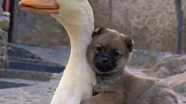 "Little mutts are just the cutest!"