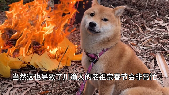 ที่ฉงชิ่ง แม้แต่หมาก็ยังต้องไปไหว้หลุมศพ!