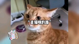 走猫咪的路，让它们无路可走！