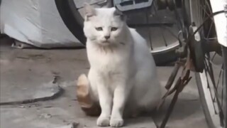 Đôi khi, thực sự cảm thấy làm mèo thật thất bại...