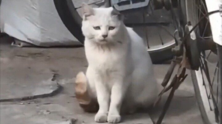 Sometimes, I really feel like being a cat is such a failure...