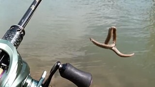 蚯蚓越大鱼越大