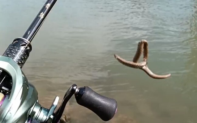 蚯蚓越大鱼越大