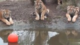 เมื่อเหล่าลูกเสือตัวน้อยทำลูกบอลตกลงไปในบ่อน้ำ