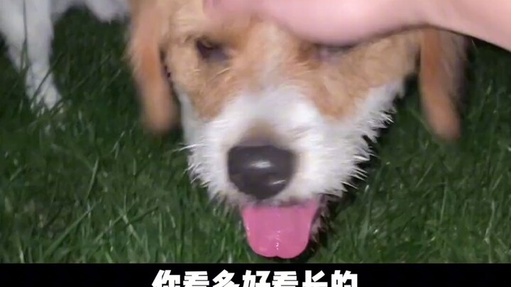 Picking up a dog happens either once or countless times!!