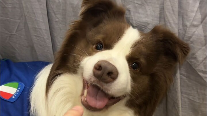 When you keep petting the little dog with your finger