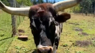 [Animal Collection] The Beauty of Living Creatures, Evolution Unveiled 1