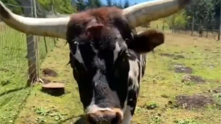 [Animal Collection] The Beauty of Living Creatures, Evolution Unveiled 1