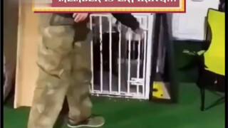 ما مدى رعب الكلب المنضبط؟