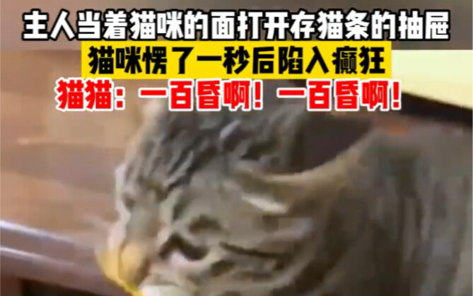Ketika kucing membuka laci tempat menyimpan sarden kucing, ia pun menemukan planet kebahagiaannya se