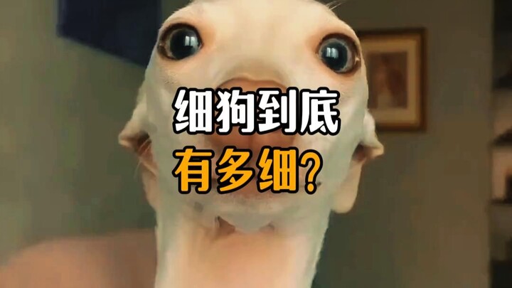 Just how "fine" are Fine Dogs?