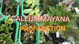 EASY CALEUS/MAYANA PROPAGATION (NMR PLANTS)
