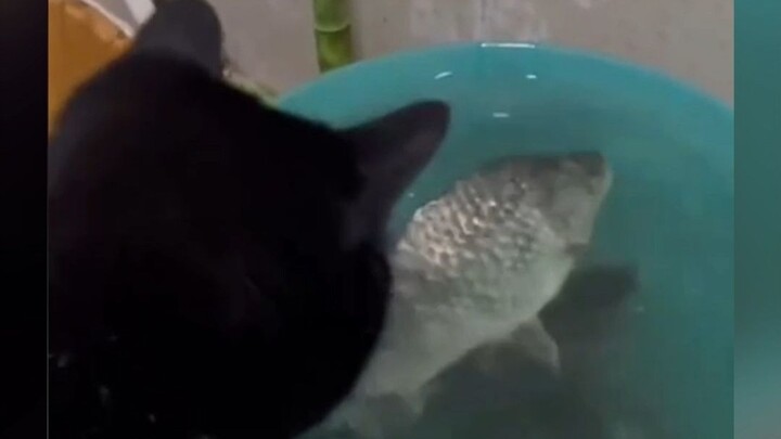 Fish: You really think I have no temper?