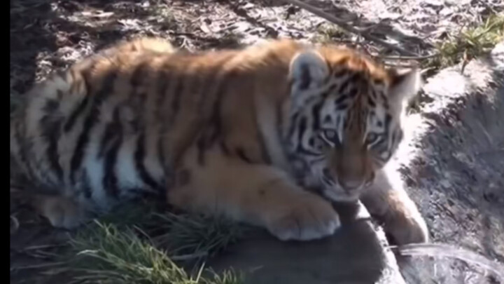 勇敢虎虎，不怕水流