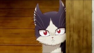 cat