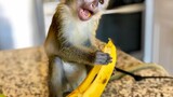ลิงน้อยและกล้วยเละ!