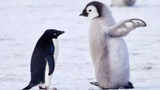 Adelie penguins beaten by emperor penguin pups