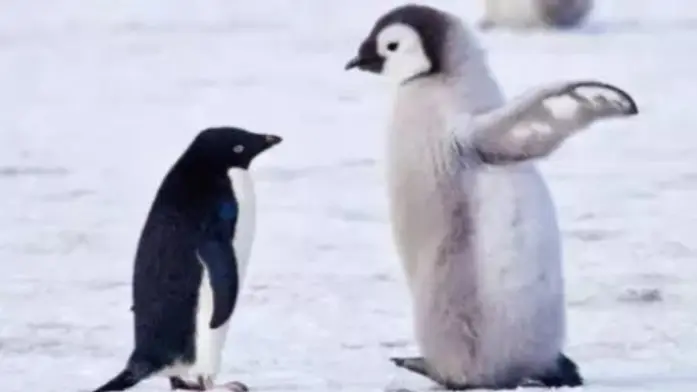 baby adelie penguins