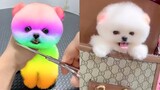 Funny and Cute Dog Pomeranian 😍🐶| Funny Puppy Videos #64