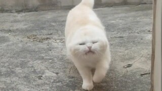 The cat in question strongly demands that the video be deleted