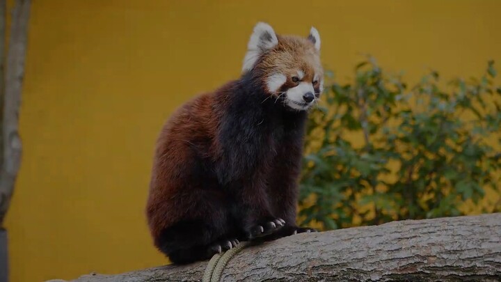 Nineteen years old Red Panda Lady Heyhey(equivalent to human ninty years old)