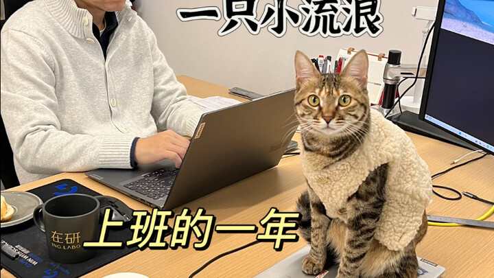 Kisah tentang bos yang bertemu kucing idaman dalam mimpinya!