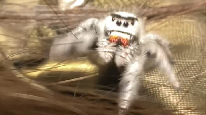 Inikah benang sutra milik manusia?