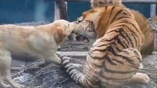 “去做狗吧！做不被定义的狗！”