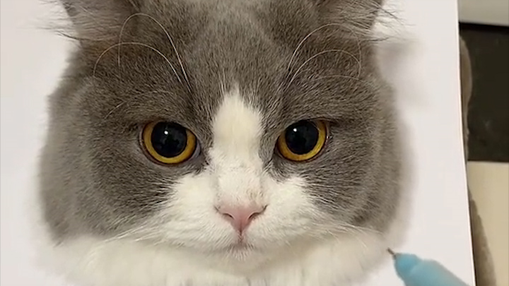 Today I’m showing you how to draw a cat!!!