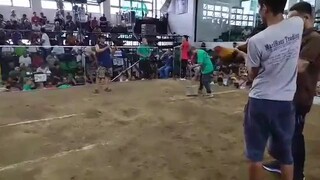 Zapote Cockpit Arena🔥🔥 Win R.BROTHERS
