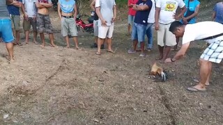 Manok ng Sintensiyador ang kalaban…  kayo na humusga!!nagpapawis lang ang bulik lines ko..😂🤣