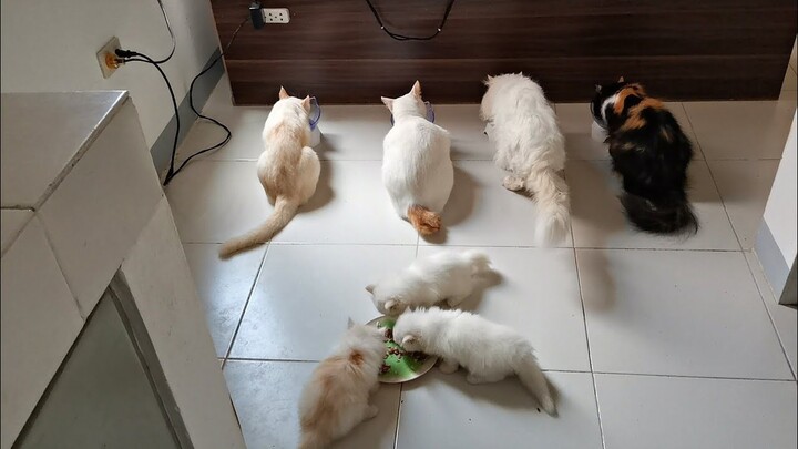 kittens first meal || Clowder zone