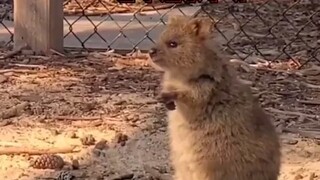 The short-tailed wallaby looks at humans juggling with admiration, its goofy expression is just too 
