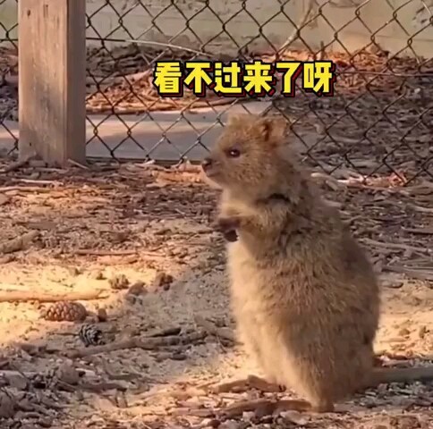 Chuột túi lùn đuôi ngắn ngước nhìn con người biểu diễn xiếc với vẻ mặt đầy ngưỡng mộ, dáng vẻ ngốc n