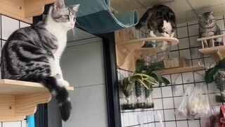 แมววันนี้ https://s.shopee.co.th/9zpUMyXRRS