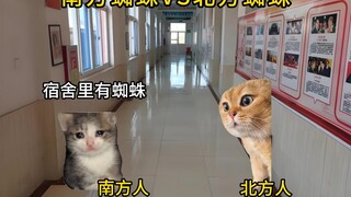 عنكبوت الجنوب مقابل عنكبوت الشمال