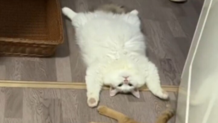 The Everyday Life of a “Let-It-Ruin” Cat Cookie