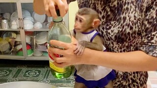 Baby Monkey Maya Care Full Watch Grandma Cook Food